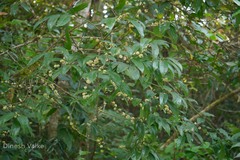 Litsea coriacea